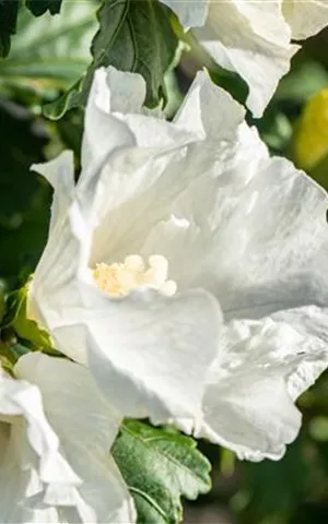 Hibiscus syriacus 'Totus Albus'