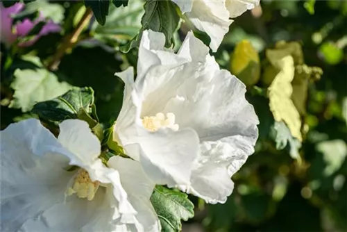 Straucheibisch - Hibiscus syriacus 'Totus Albus'