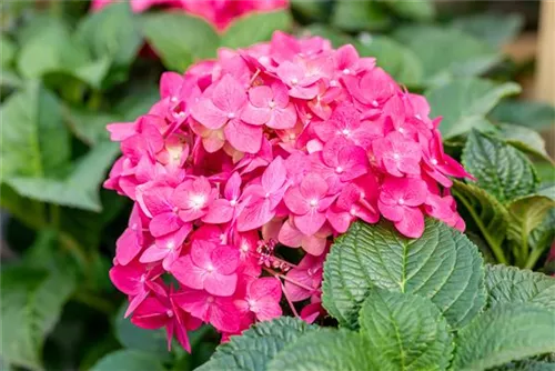 Gartenhortensie 'Endless Summer' - Hydrangea macr.'Endless Summer' rosa