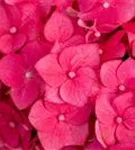 Gartenhortensie 'Endless Summer' - Hydrangea macr.'Endless Summer' rosa