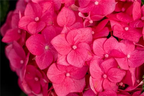 Gartenhortensie 'Endless Summer' - Hydrangea macr.'Endless Summer' rosa