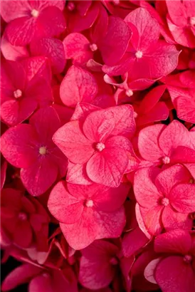 Gartenhortensie 'Endless Summer' - Hydrangea macr.'Endless Summer' rosa