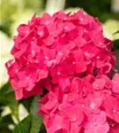 Gartenhortensie 'Endless Summer' - Hydrangea macr.'Endless Summer' rosa