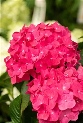 Gartenhortensie 'Endless Summer' - Hydrangea macr.'Endless Summer' rosa