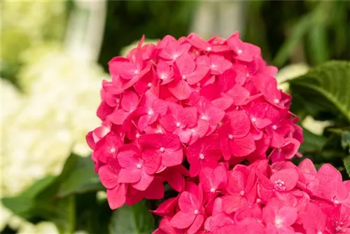 Gartenhortensie 'Endless Summer' - Hydrangea macr.'Endless Summer' rosa