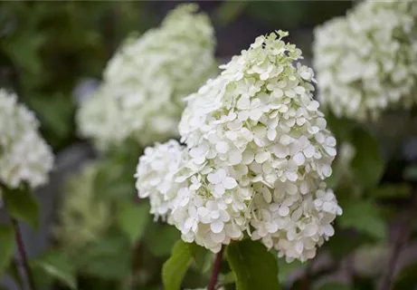 Hydrangea pan. 'Polar Bear' - 