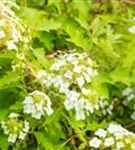 Eichenblättr.Hortensie - Hydrangea querc. 'Ice Crystal'