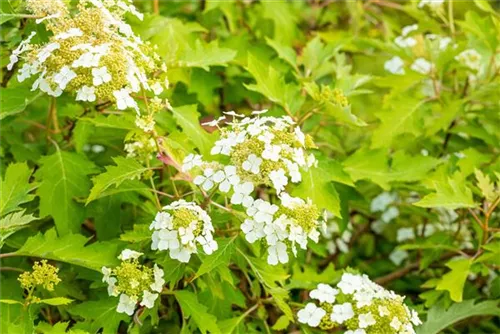 Eichenblättr.Hortensie - Hydrangea querc. 'Ice Crystal'