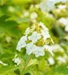 Eichenblättr.Hortensie - Hydrangea querc. 'Ice Crystal'