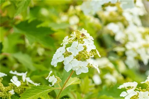 Eichenblättr.Hortensie - Hydrangea querc. 'Ice Crystal'