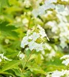 Eichenblättr.Hortensie - Hydrangea querc. 'Ice Crystal'