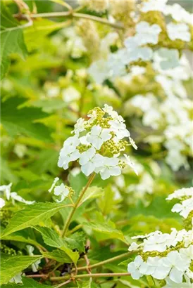 Eichenblättr.Hortensie - Hydrangea querc. 'Ice Crystal'