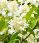 Eichenblättr.Hortensie - Hydrangea querc. 'Ice Crystal'