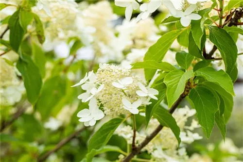 Eichenblättr.Hortensie - Hydrangea querc. 'Ice Crystal'