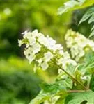 Eichenblättr.Hortensie - Hydrangea querc. 'Ice Crystal'