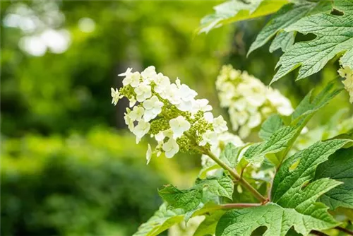 Eichenblättr.Hortensie - Hydrangea querc. 'Ice Crystal'