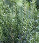 Eibe 'Renke' s Kleiner Grüner' - Taxus baccata 'Renke' s Kleiner Grüner'