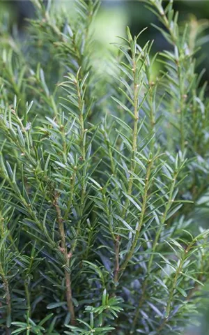 Taxus baccata 'Renke' s Kleiner Grüner'