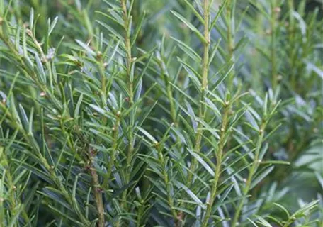 Taxus baccata 'Renke' s Kleiner Grüner' - Eibe 'Renke' s Kleiner Grüner'