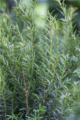 Eibe 'Renke' s Kleiner Grüner' - Taxus baccata 'Renke' s Kleiner Grüner'