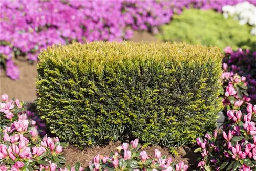 Eibe 'Renke' s Kleiner Grüner' - Taxus baccata 'Renke' s Kleiner Grüner'