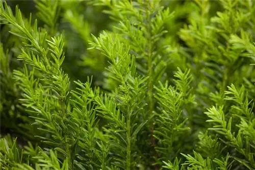 Eibe 'Renke' s Kleiner Grüner' - Taxus baccata 'Renke' s Kleiner Grüner'