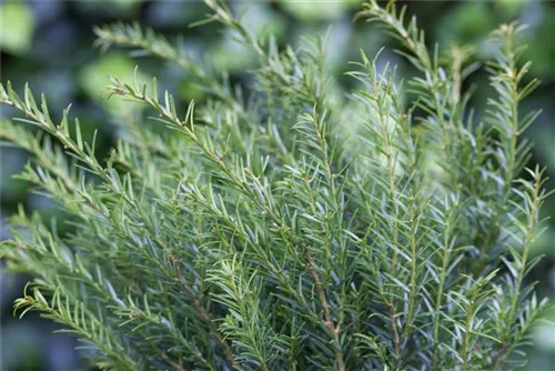 Eibe 'Renke' s Kleiner Grüner' - Taxus baccata 'Renke' s Kleiner Grüner'