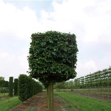 Carpinus betulus - Formgehölze, H mDb Kubus 110x110x110 cm 20- 25