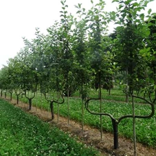 Malus 'Elstar' CAC, mDb Spalier 160x160 cm Sth. 50 cm 12- 14