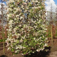 Malus 'Evereste' -R- CAC, mDb Spalier 250x160 cm Sth. 50 cm 16- 18