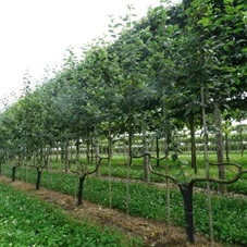 Malus 'Notaris' CAC, mDb Spalier 160x160 cm Sth. 50 cm 12- 14