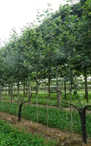 Malus 'Notaris' CAC