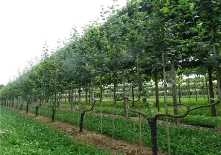 Malus 'Notaris' CAC - Apfel 'Notaris'