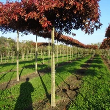 Quercus palustris - Formgehölze, H mDb Dachform Sth. 275 cm 18- 20