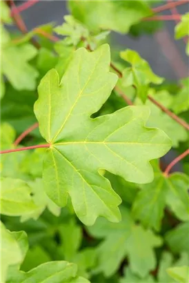 Feldahorn - Acer campestre - Formgehölze