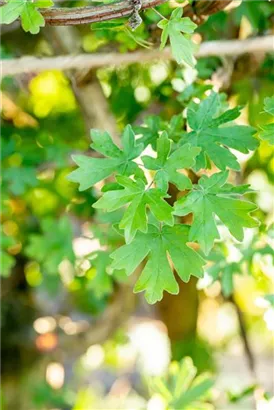 Feldahorn - Acer campestre - Formgehölze