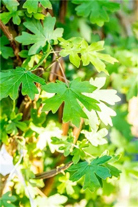 Feldahorn - Acer campestre - Formgehölze