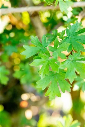 Feldahorn - Acer campestre - Formgehölze