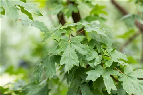 Feldahorn - Acer campestre - Formgehölze