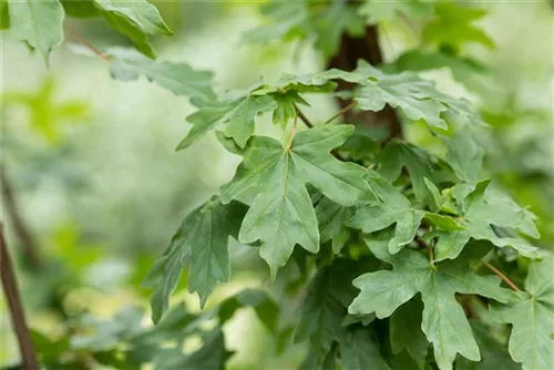 Feldahorn - Acer campestre - Formgehölze