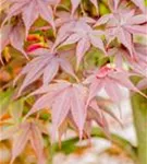 Fächerahorn 'Fireglow' - Acer palmatum 'Fireglow'