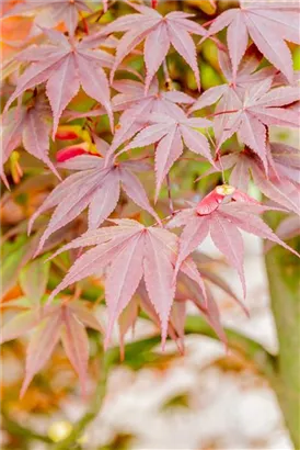 Fächerahorn 'Fireglow' - Acer palmatum 'Fireglow'