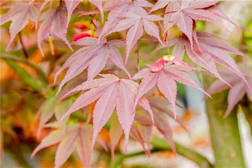 Fächerahorn 'Fireglow' - Acer palmatum 'Fireglow'