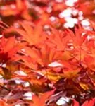 Fächerahorn 'Fireglow' - Acer palmatum 'Fireglow'