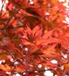 Fächerahorn 'Fireglow' - Acer palmatum 'Fireglow'