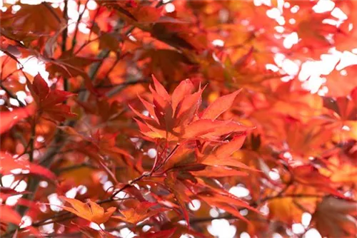 Fächerahorn 'Fireglow' - Acer palmatum 'Fireglow'