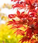 Fächerahorn 'Fireglow' - Acer palmatum 'Fireglow'