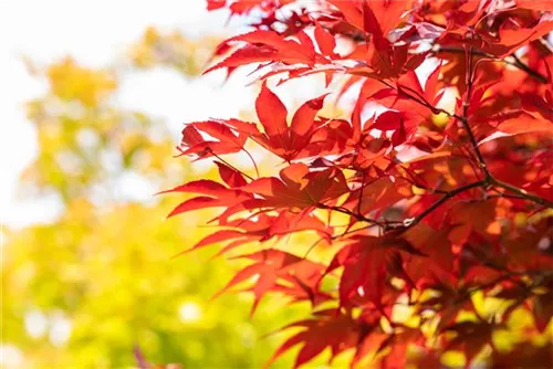 Fächerahorn 'Fireglow' - Acer palmatum 'Fireglow'