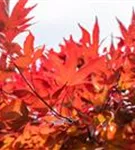 Fächerahorn 'Fireglow' - Acer palmatum 'Fireglow'