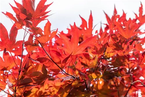 Fächerahorn 'Fireglow' - Acer palmatum 'Fireglow'